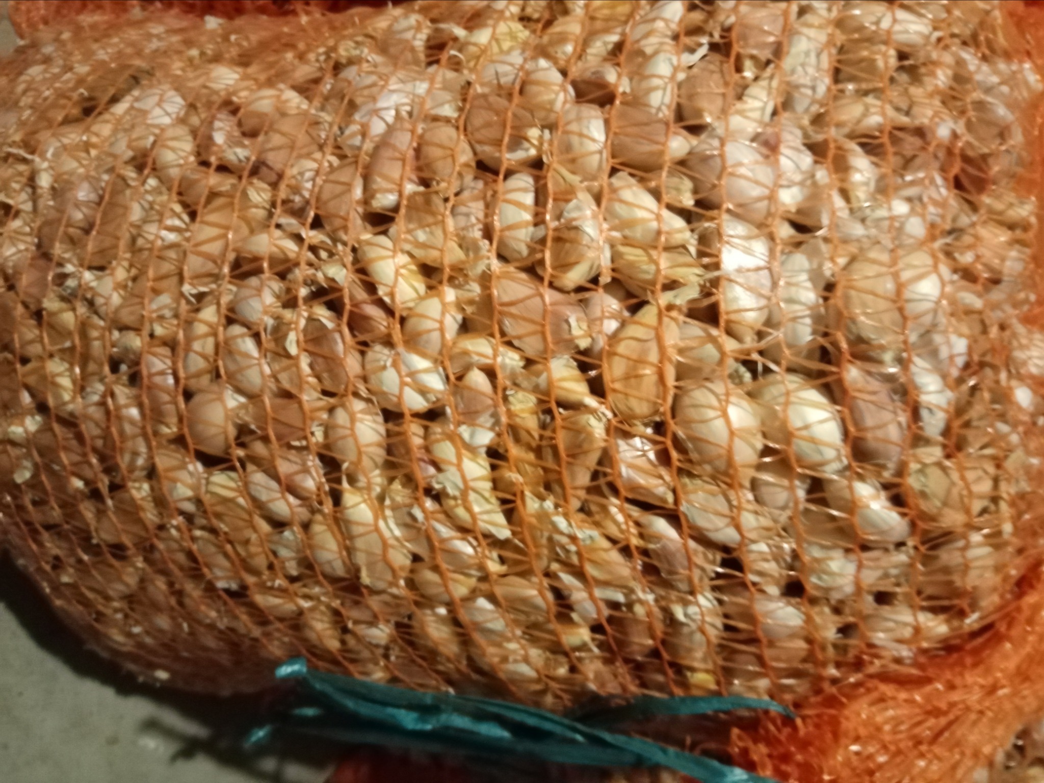 Worek z drobnymi, jasnymi główkami czosnku w pomarańczowej siatce, zawiązany zielonym sznurkiem.