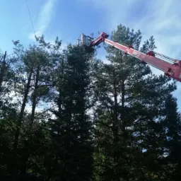 Cięcie gałęzi wysokich sosen z podnośnika koszowego na tle błękitnego nieba z chmurami.