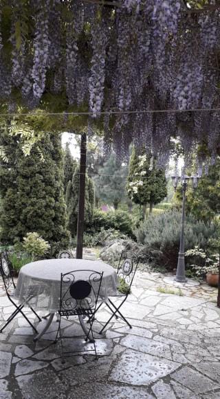 Urokliwy zakątek ogrodu z okrągłym stołem nakrytym obrusem, otoczonym metalowymi krzesłami, pod baldachimem kwitnącej glicynii, na nieregularnej kamiennej posadzce, z widokiem na zadbane krzewy...