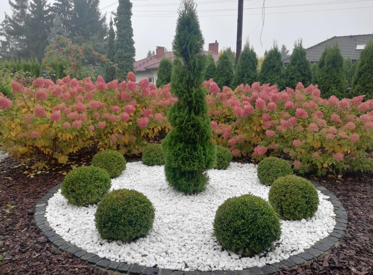 Okrągły klomb z białych kamieni, obrzeżony kostką, z centralnie umieszczonym spiralnie formowanym cyprysem i kulistymi bukszpanami, w tle kwitnące hortensje bukietowe.