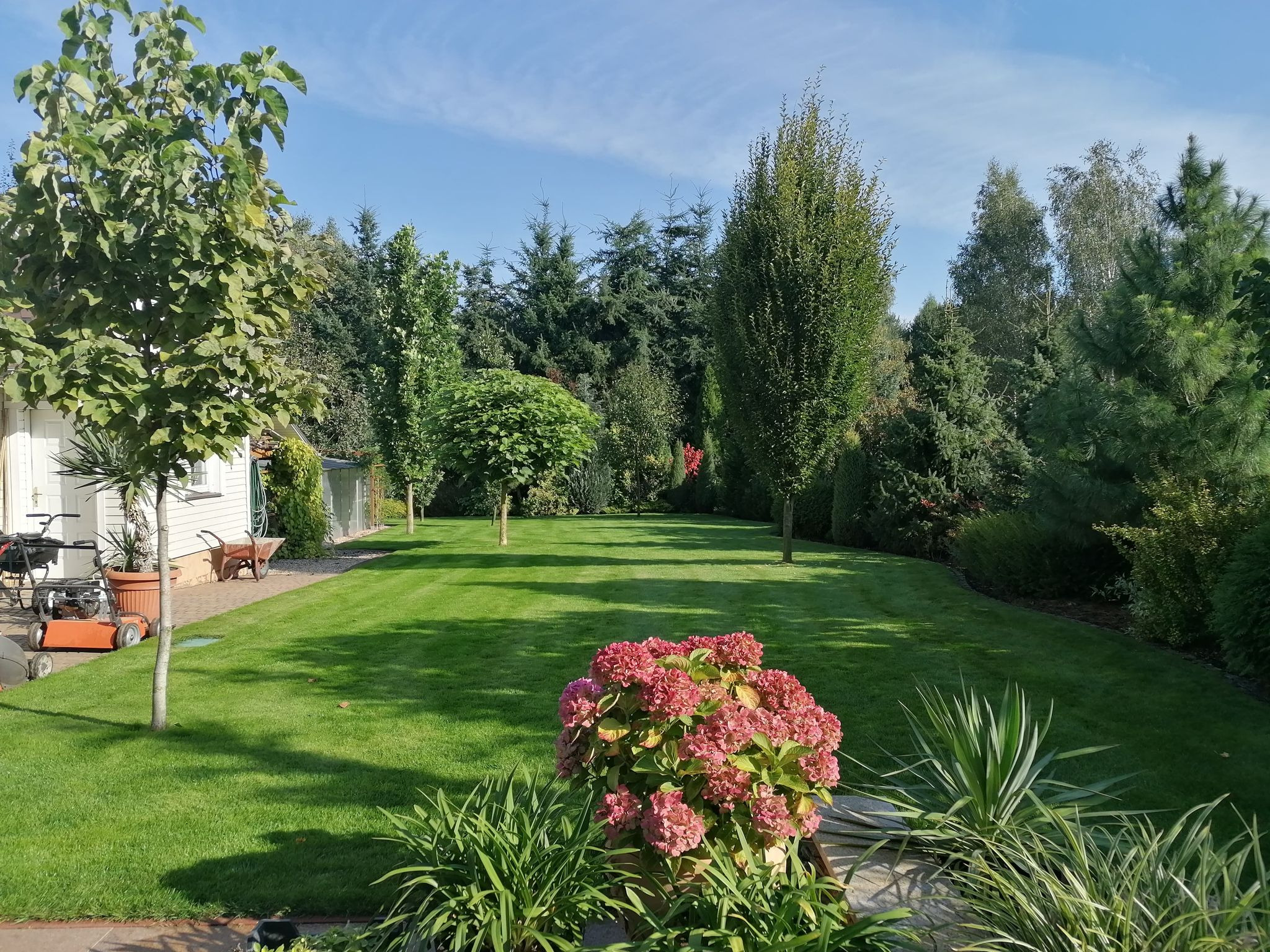 Rozległy, zadbany trawnik z regularnie przyciętą trawą, drzewami ozdobnymi i rabatami kwiatowymi, z kosiarką i taczką zaparkowanymi przy białym budynku w tle. Widoczne ślady koszenia. Hydrangea...