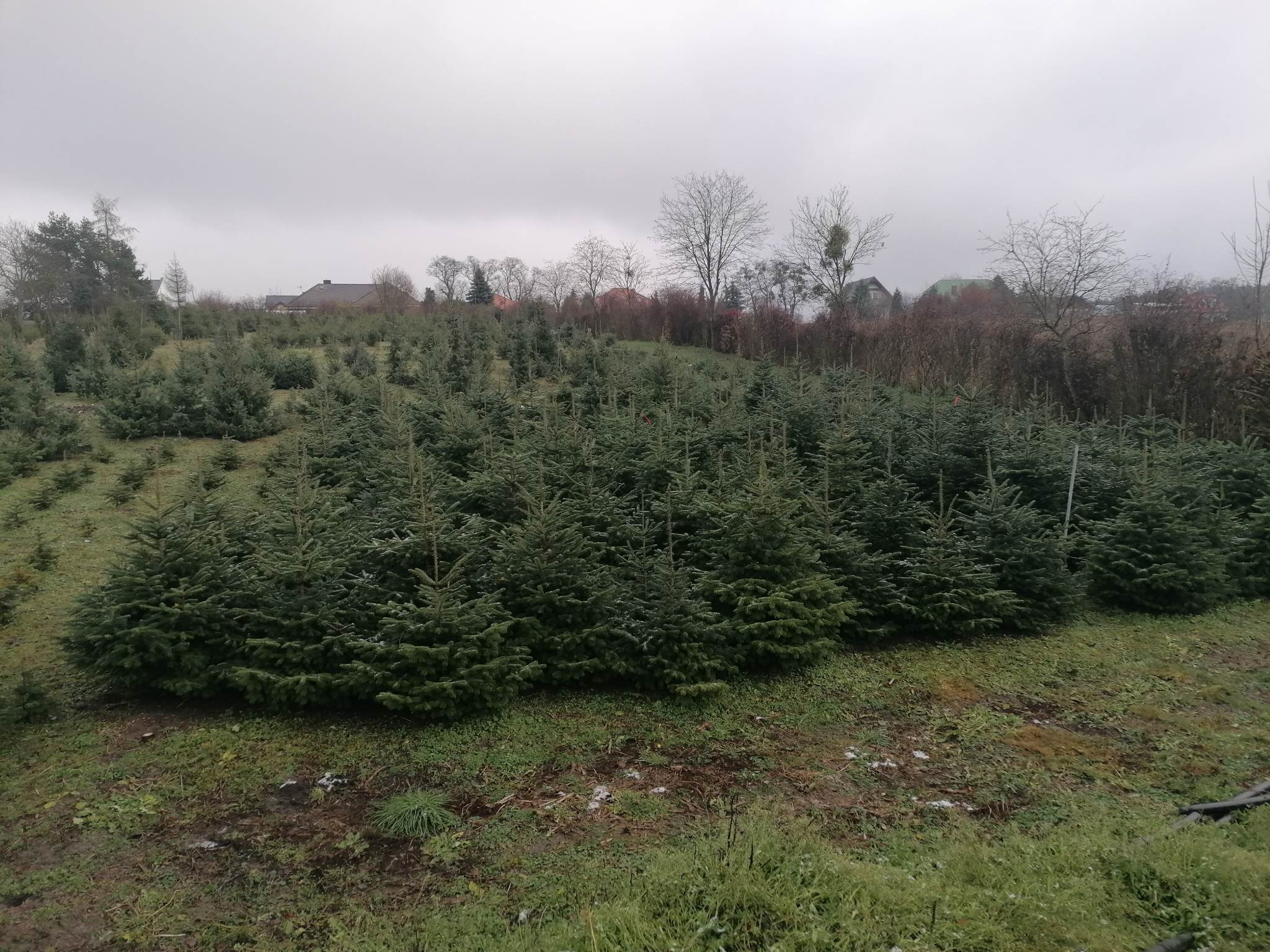Zagajnik jodły kaukaskiej na święta