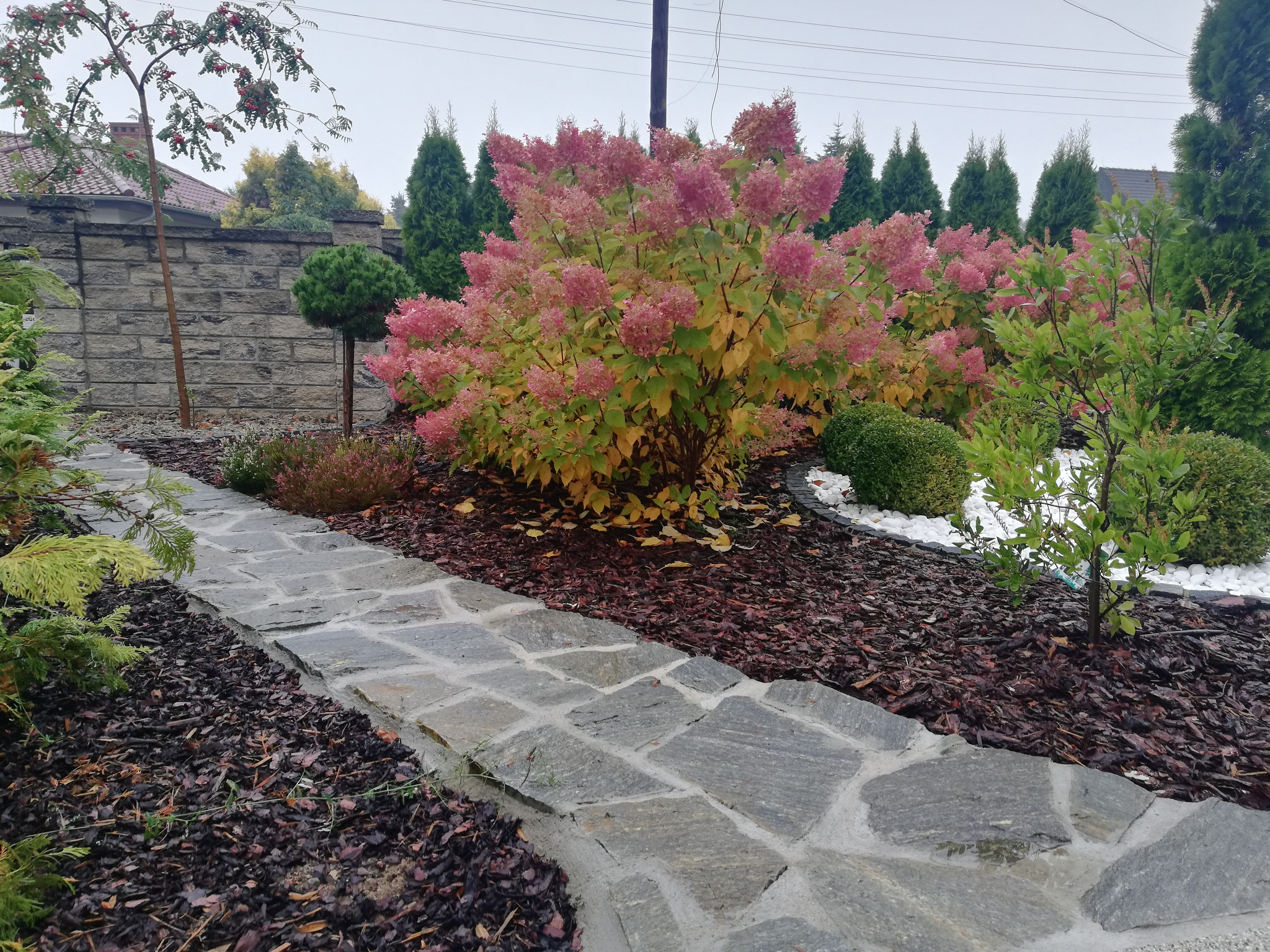 Ogród z kamienną ścieżką, rabatami z korą i kwitnącymi hortensjami w odcieniach różu i zieleni, oraz rzędem tuj w tle.