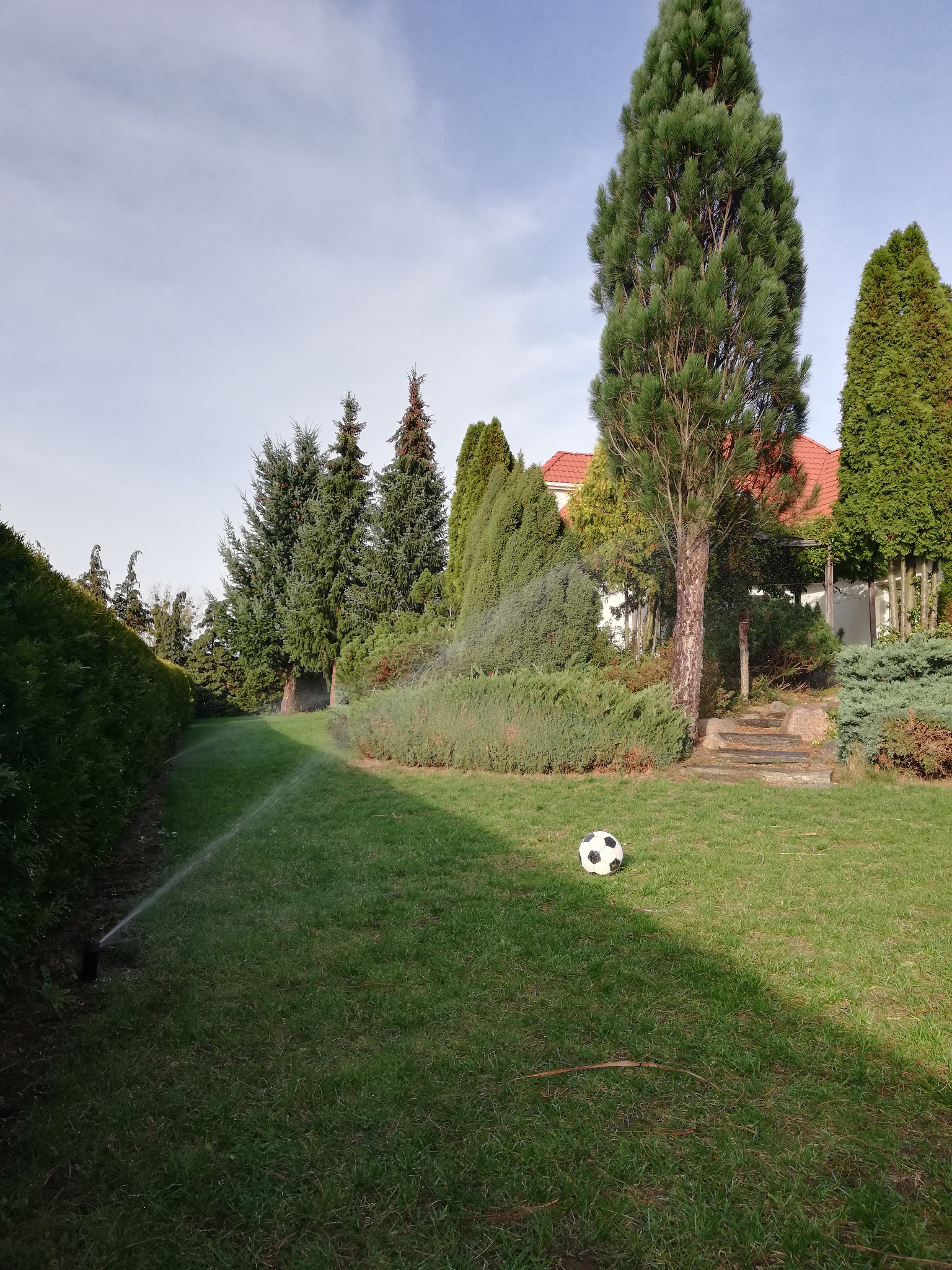 Automatyczny system nawadniania trawnika w ogrodzie z piłką do nogi, zraszacz w akcji, w tle wysokie drzewa iglaste i żywopłot.