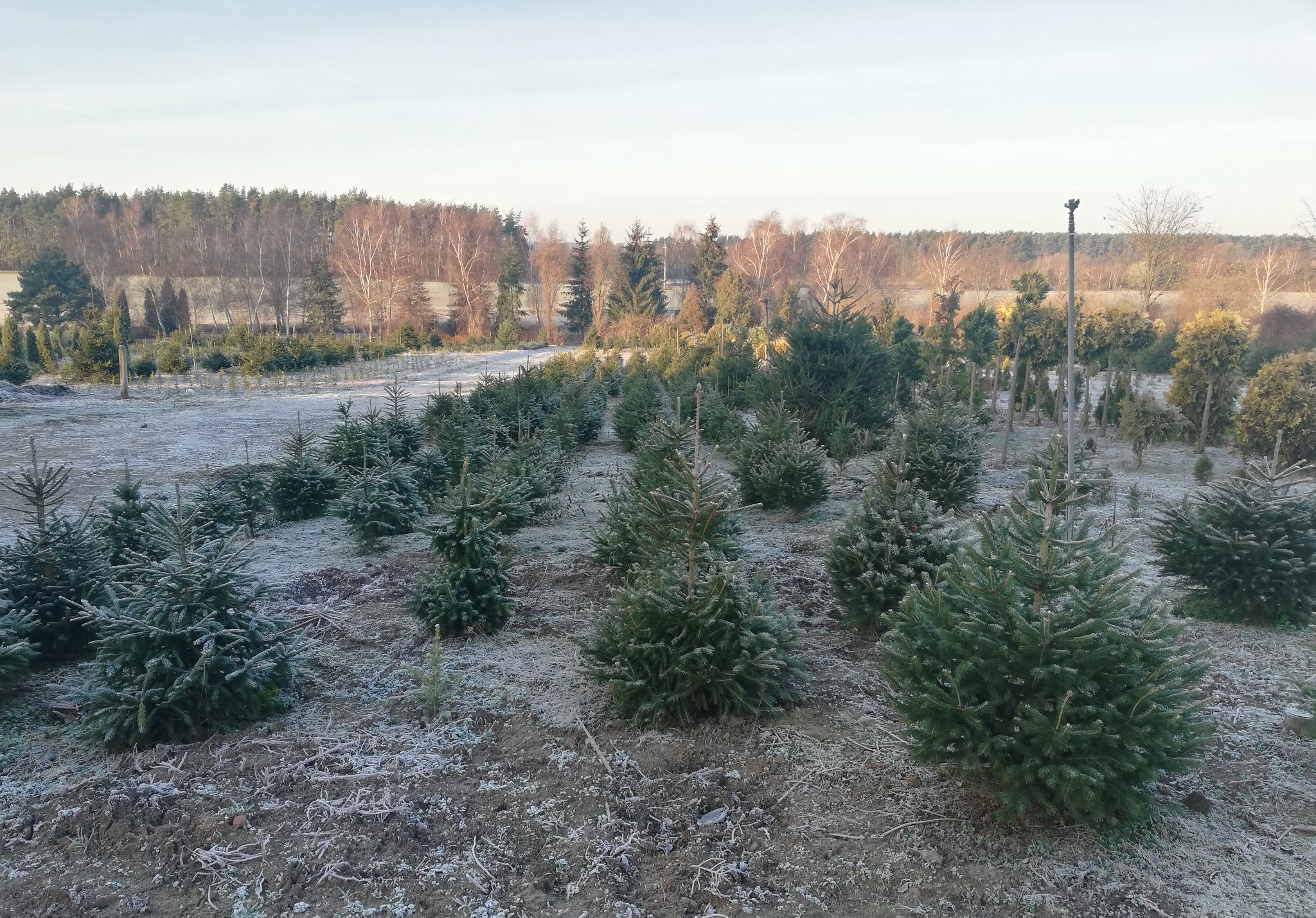 Plantacja młodych drzew iglastych pokrytych szronem, widok z bliska na regularne rzędy drzewek, w tle las i błękitne niebo.