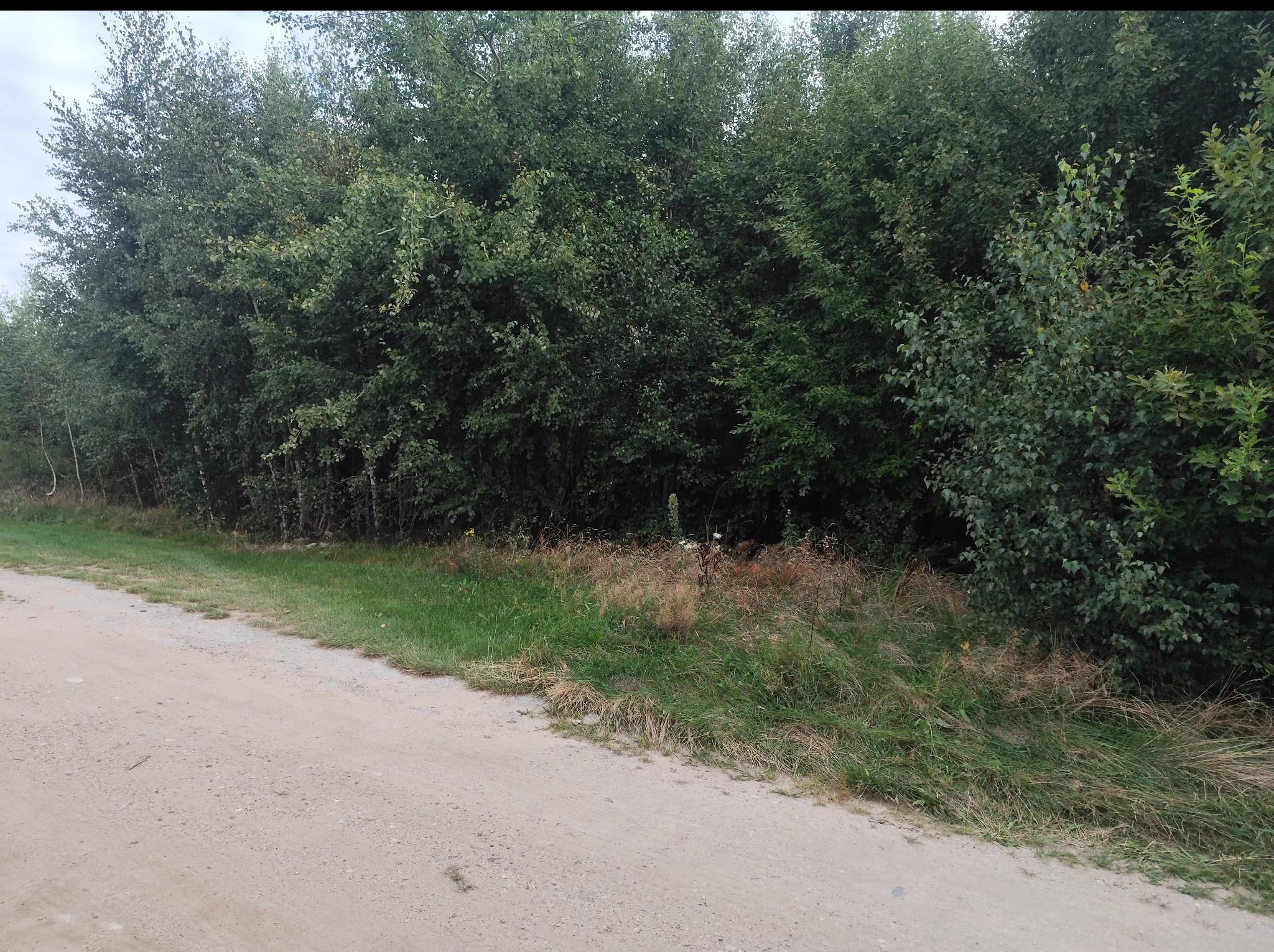 Rząd gęstych drzew liściastych przylegający do polnej drogi, z widoczną trawą i drobnymi chwastami. Lekko pochmurne niebo w tle.