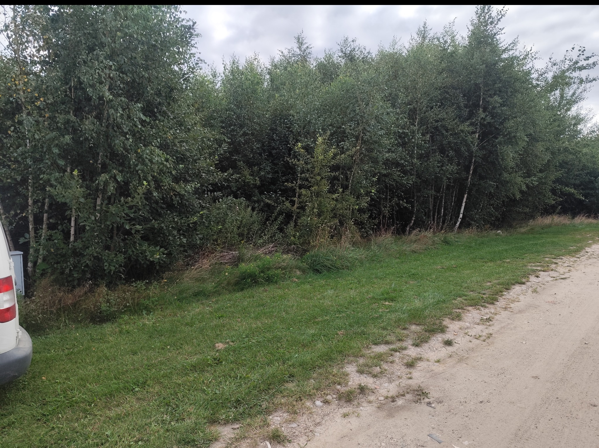 Brzozowy zagajnik przylegający do piaszczystej drogi, z fragmentem białego pojazdu po lewej stronie kadru, pod pochmurnym niebem.