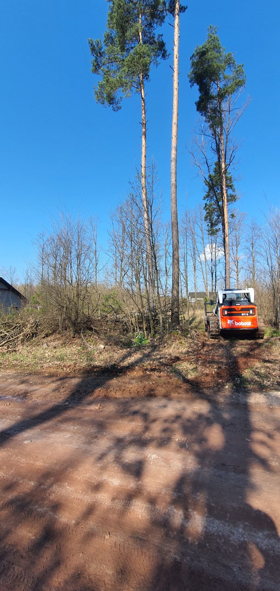 Pomarańczowa ładowarka Bobcat na terenie po wycince drzew, widoczne pnie i gałęzie, wysokie sosny w tle, błękitne niebo.