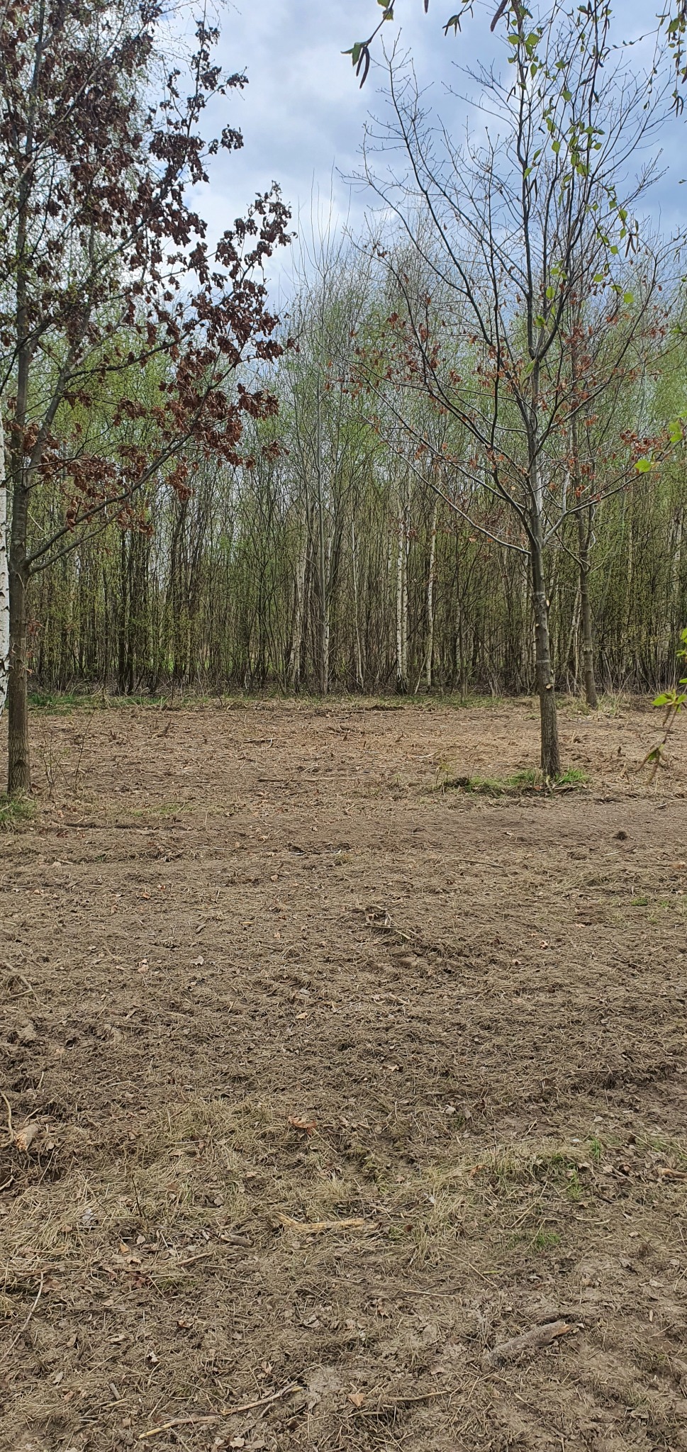 Wyrównany teren po wycince drzew, widoczne ślady opon na ziemi, w tle pozostałości lasu z młodymi drzewami i kilkoma starszymi okazami z brązowymi liśćmi.
