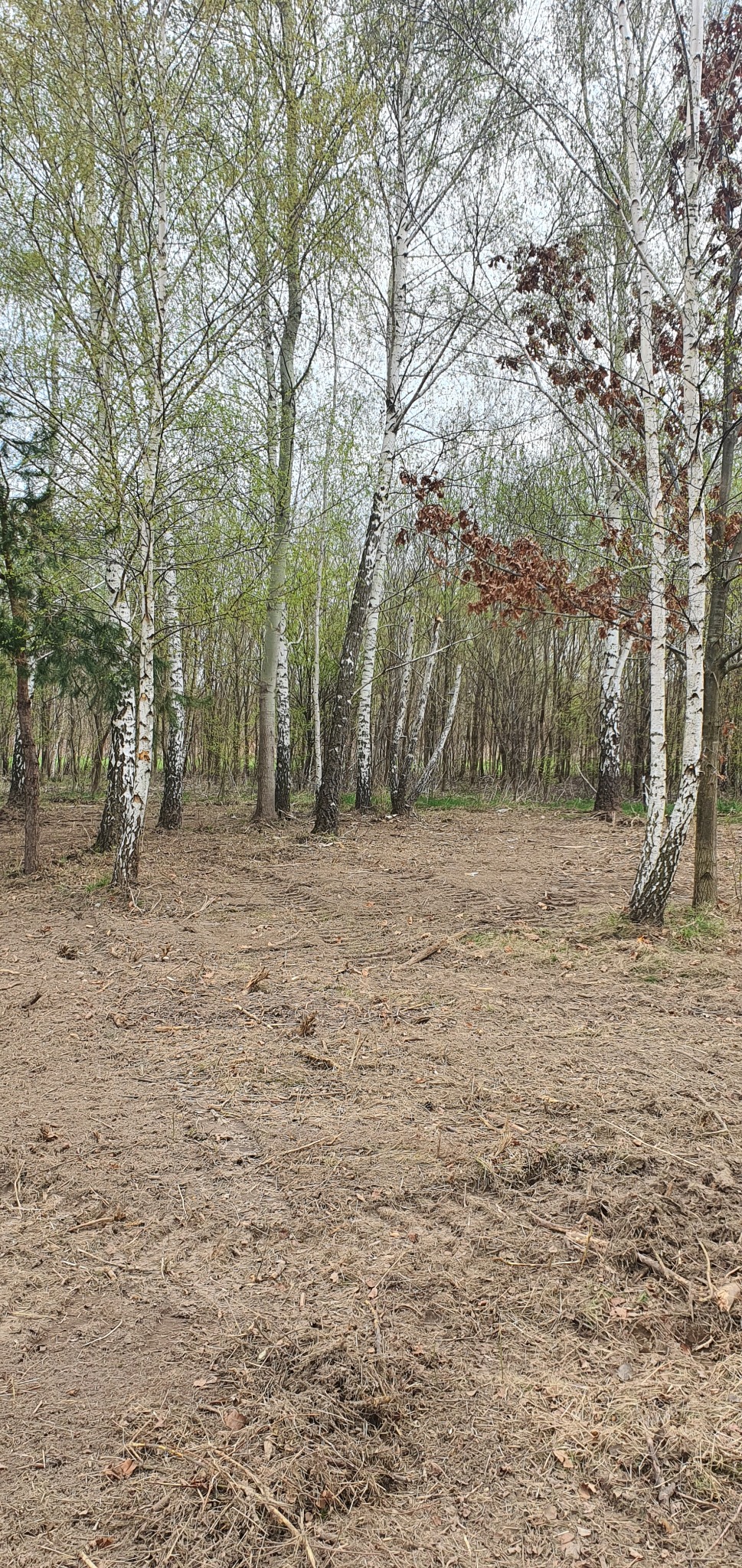 Widok na drzewa brzozowe z młodymi liśćmi i podszytem, teren wyrównany i pokryty resztkami po wycince, widoczne ślady opon.