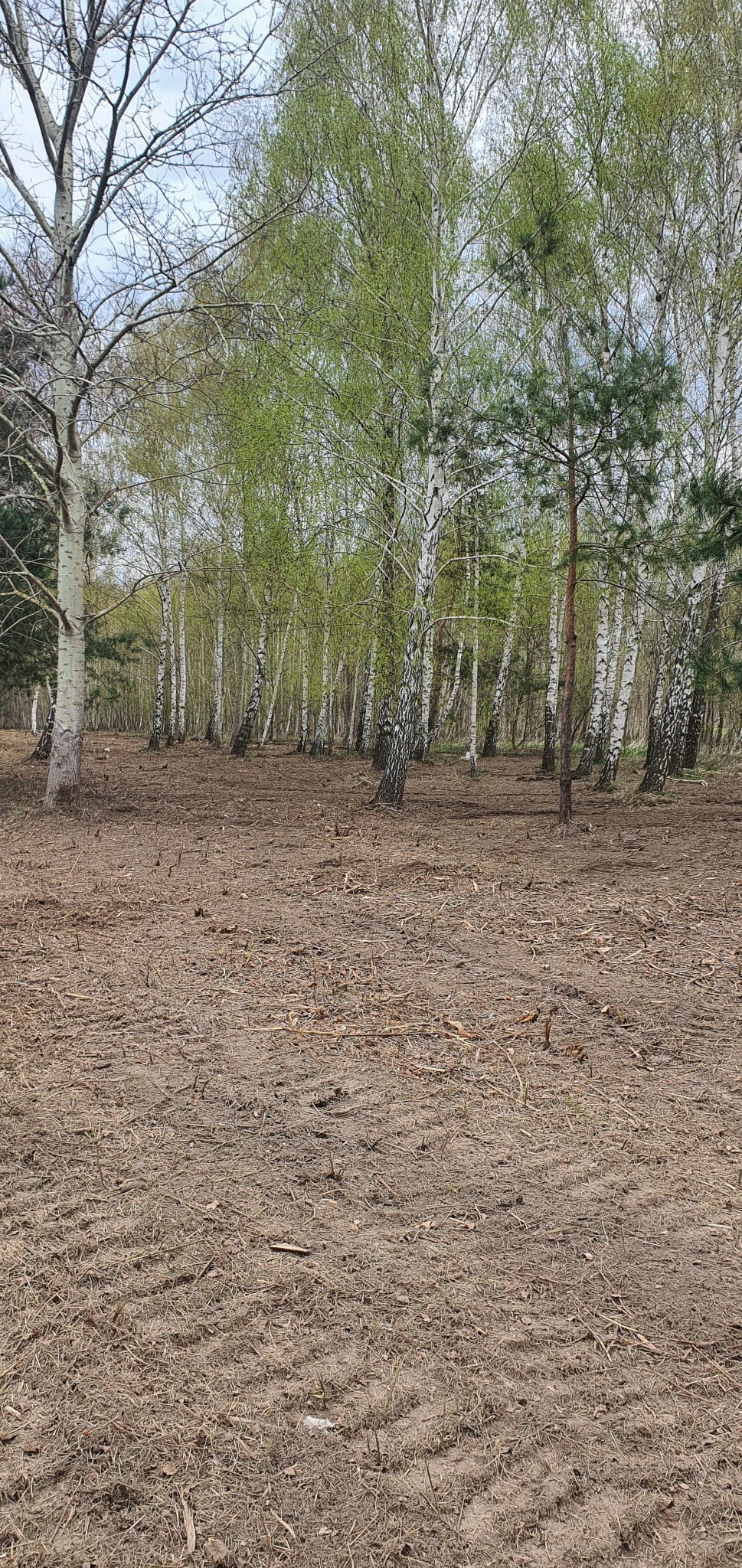 Wykarczowany teren leśny z widocznymi śladami po maszynach rolniczych i pnie drzew brzozowych w tle.