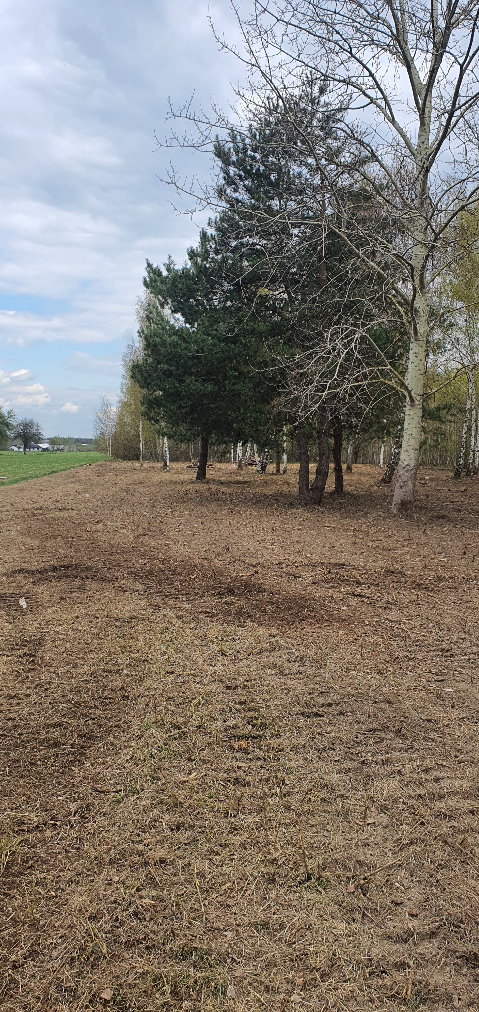 Obszar z kilkoma drzewami iglastymi i liściastymi, pokryty ściółką, z widocznym polem w tle.