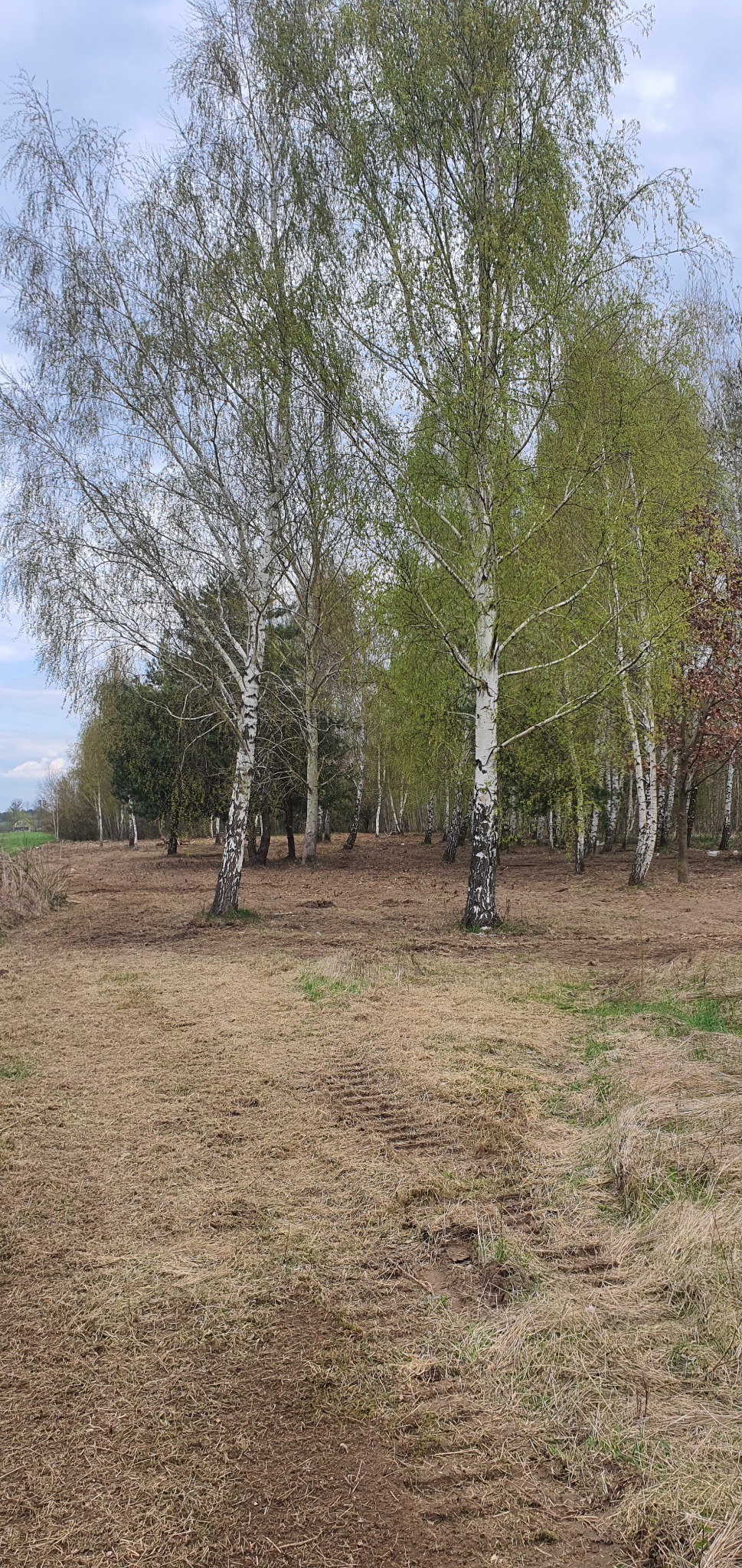 Widok na rzadki las brzozowy z widocznymi śladami opon na wyschniętej trawie.