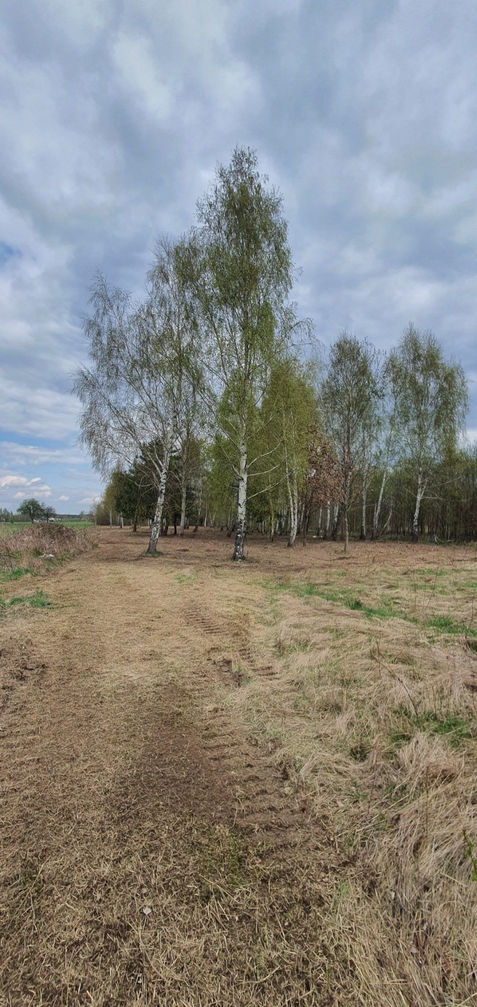 Brzozowy zagajnik na polu z widocznymi śladami opon, częściowo wyschnięta trawa, pochmurne niebo.