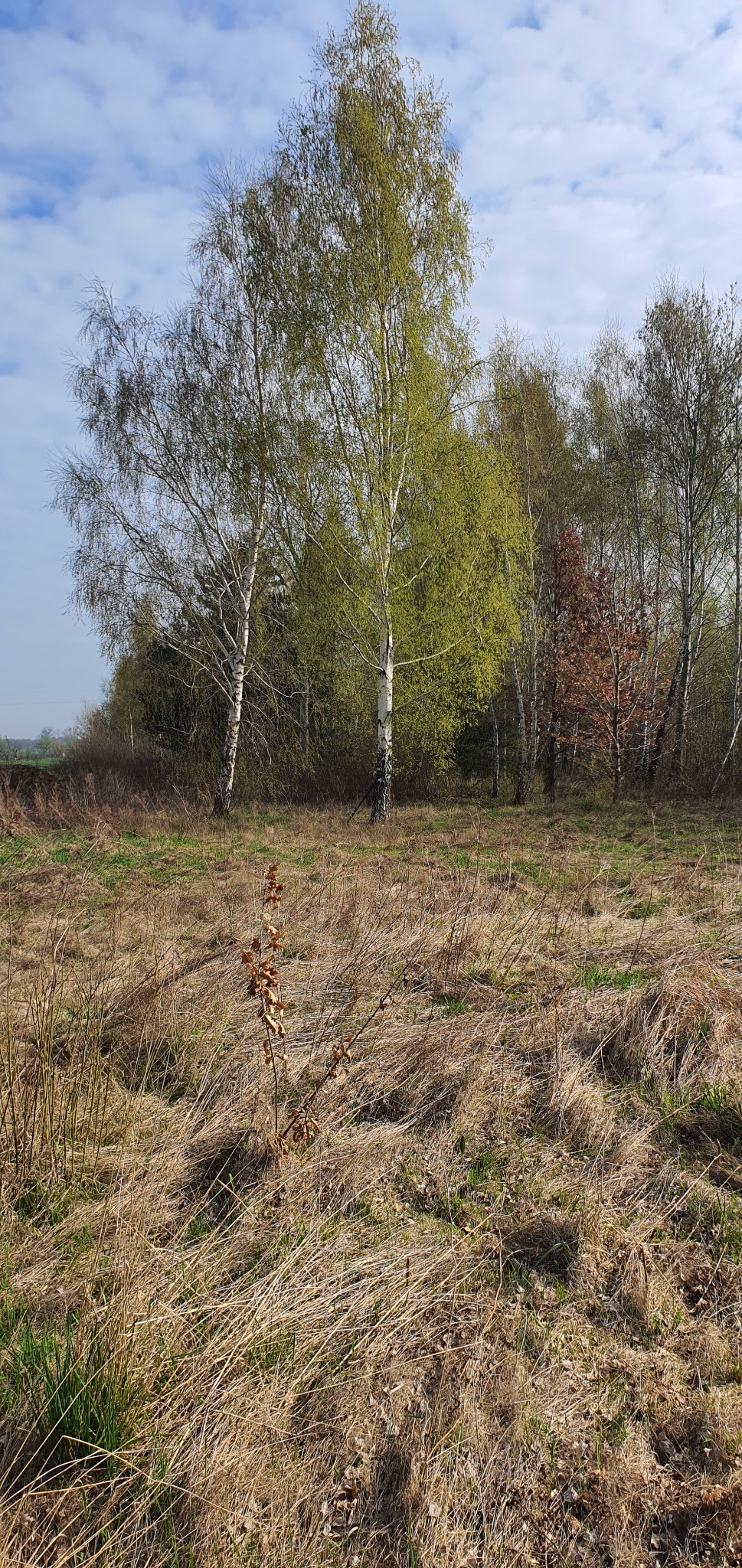 Brzozowy zagajnik z młodymi drzewkami i suchą trawą w słoneczny dzień. W tle widoczne inne drzewa i fragment pola.