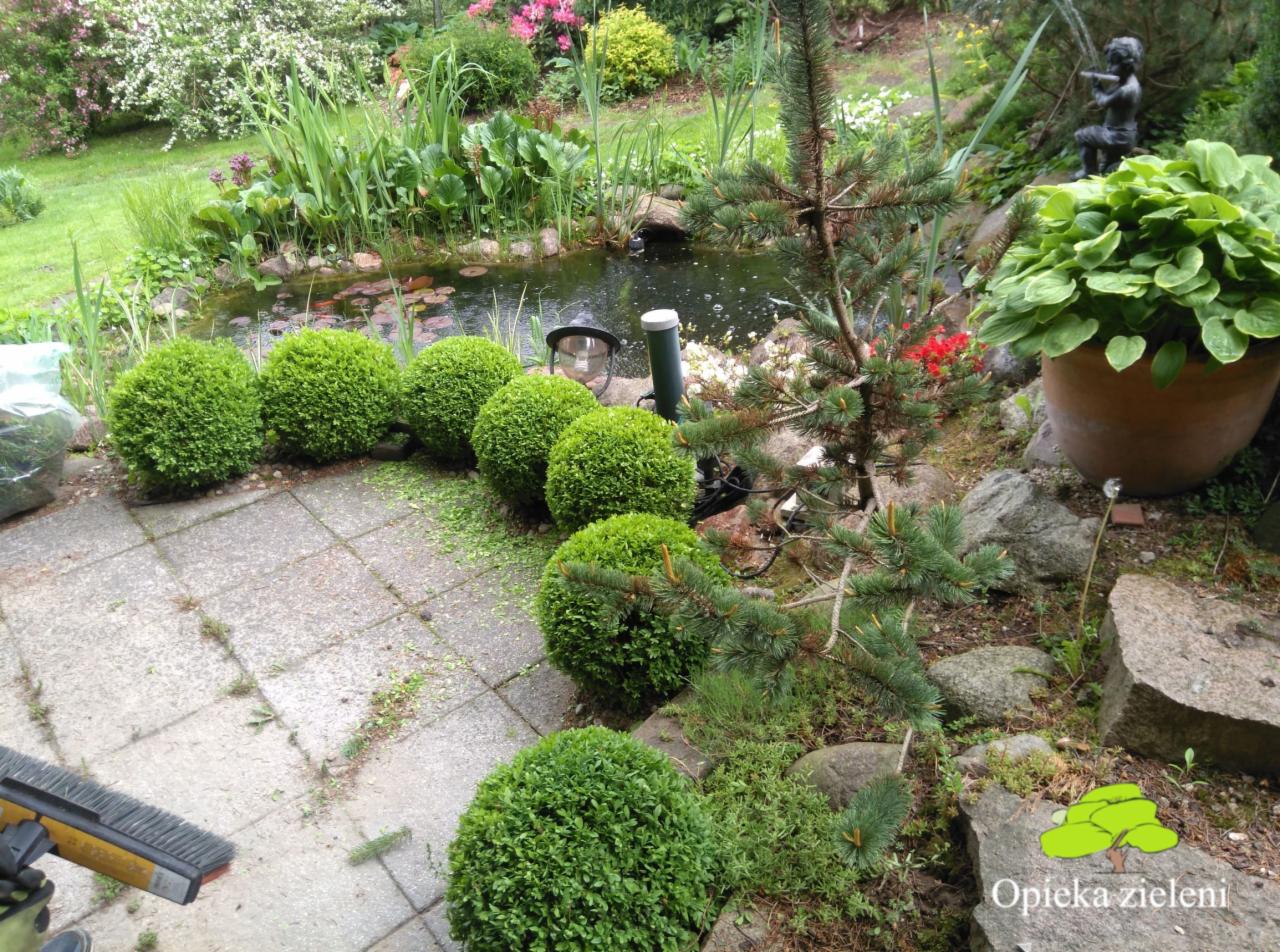 Kształtne, przycięte bukszpanowe kule w ogrodzie z oczkiem wodnym, widoczne ślady koszenia na kostce brukowej, w tle roślinność ozdobna i statuetka.