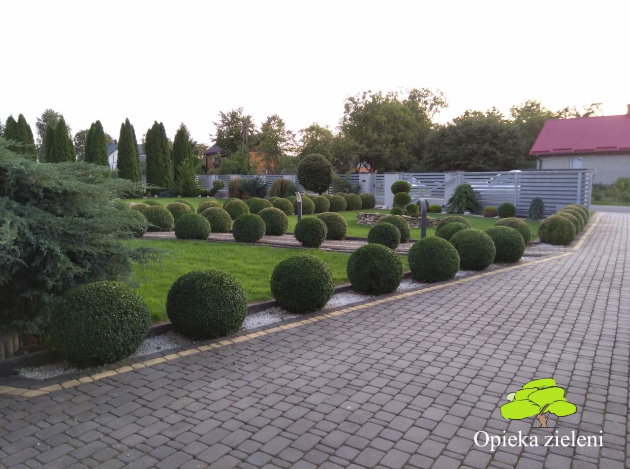 Symetryczny ogród z równo przystrzyżonymi kulistymi krzewami bukszpanu, strzyżonymi stożkowymi drzewami i brukowanym podjazdem.