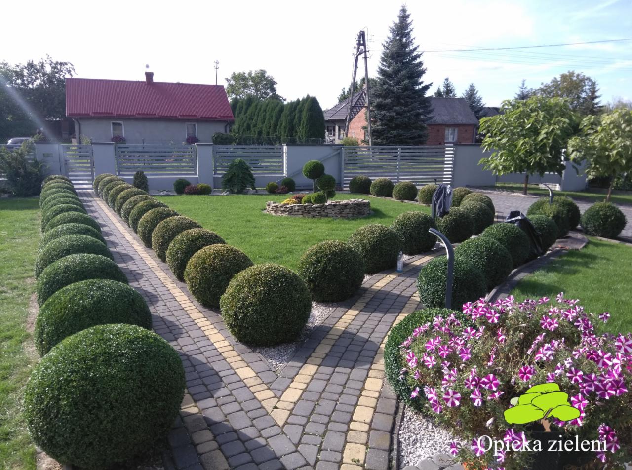 Równy rząd kulistych krzewów bukszpanu wzdłuż ścieżki z kostki brukowej, zadbany trawnik, w tle dom z czerwonym dachem i szarym ogrodzeniem.