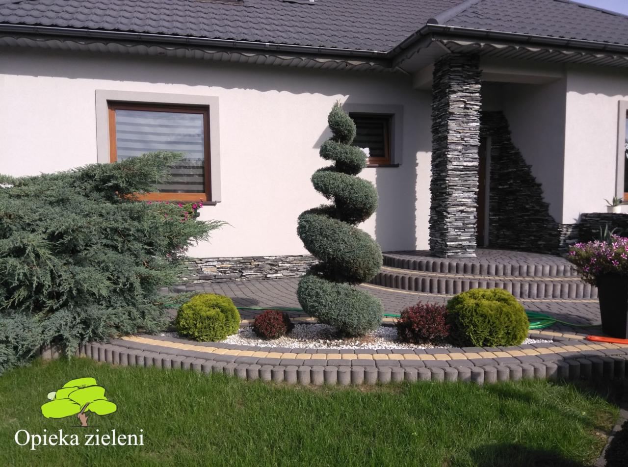 Ogród przydomowy z krzewami ozdobnymi i spiralnie przyciętym iglakiem, obrzeża z kostki, trawnik i elewacja domu w tle.