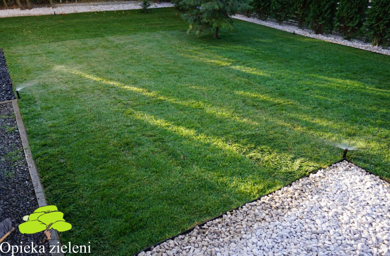 Nawadniany trawnik z młodymi drzewkami iglastymi w ogrodzie, obrzeża z białego i czarnego grysu.