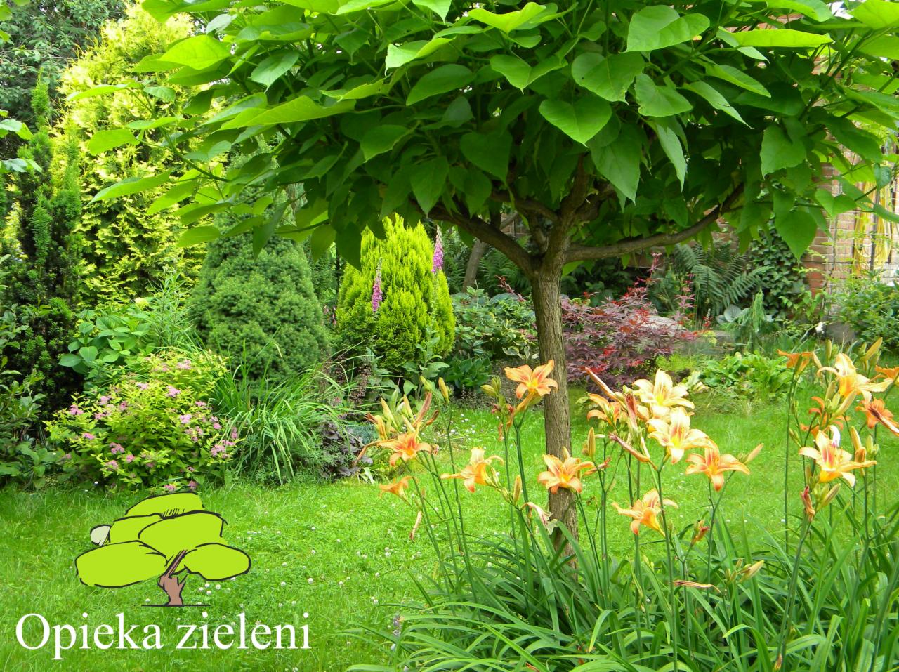 Utrzymany ogród z katalpą o parasolowatej koronie, pomarańczowymi liliowcami i różnorodnymi iglakami