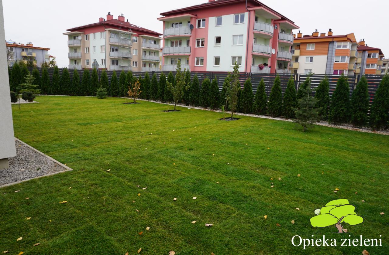 Świeżo założony trawnik z rolki przed budynkami mieszkalnymi, obsadzony młodymi drzewkami i tujami wzdłuż ogrodzenia.