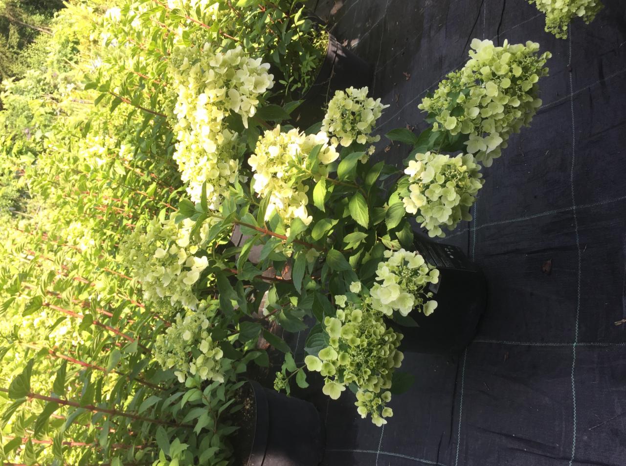 Krzew hortensji bukietowej w donicy, z kremowymi kwiatostanami na tle zieleni i czarnej tkaniny. Widok z góry, oświetlenie naturalne, zieleń w tle.