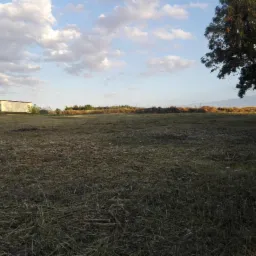 Pole po skoszeniu trawy z widocznymi resztkami skoszonej trawy, w tle budynek gospodarczy i drzewa, po prawej stronie fragment traktora.