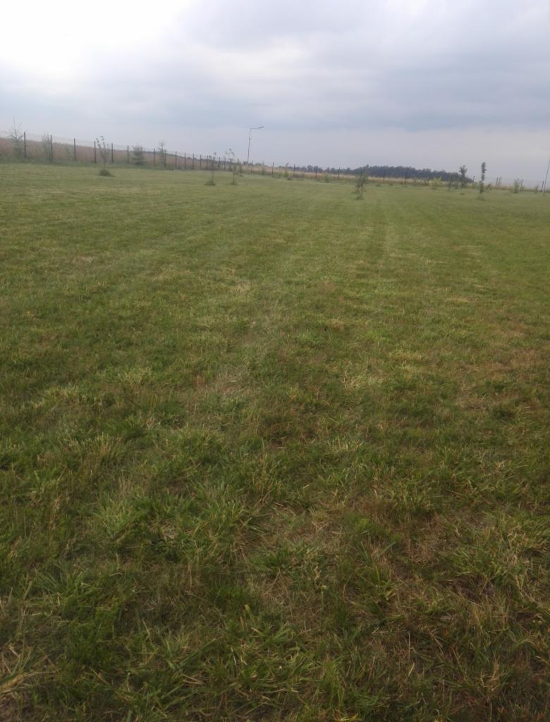 Rozległy trawnik po koszeniu, z młodymi drzewkami wzdłuż ogrodzenia w tle, pochmurne niebo.