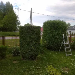 Dwa krzewy iglaste w ogrodzie, jeden przycięty w kształt prostopadłościanu, drugi naturalny, obok drabina aluminiowa, w tle dom i słup energetyczny.