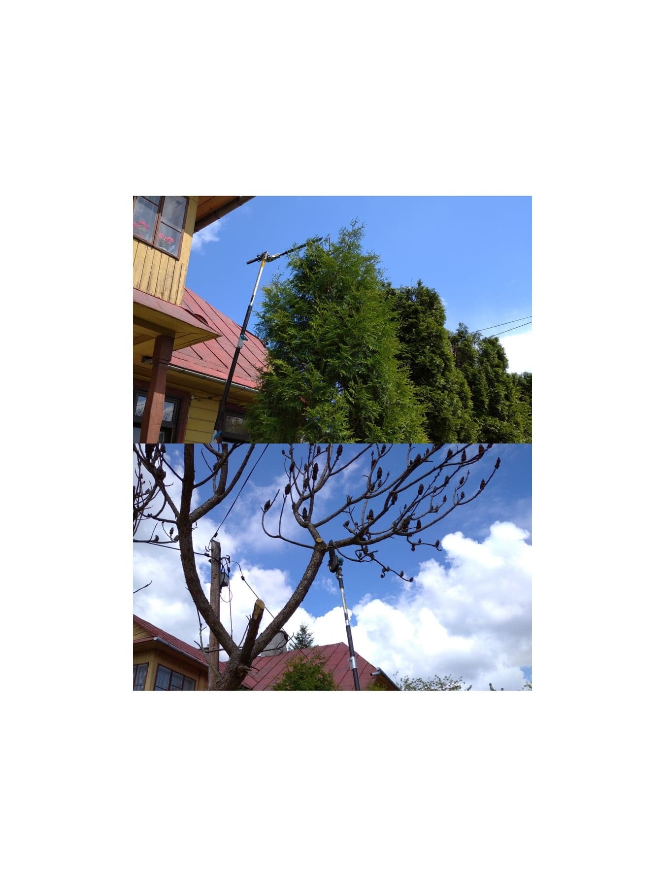 przycinka tuj na wysokości i gałęzi