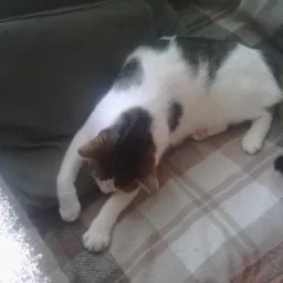 Biało-czarny kot rozciąga się na pledzie w kratę, opierając się o szarą poduszkę. Ujęcie z góry, wpadające światło słoneczne z lewej strony.