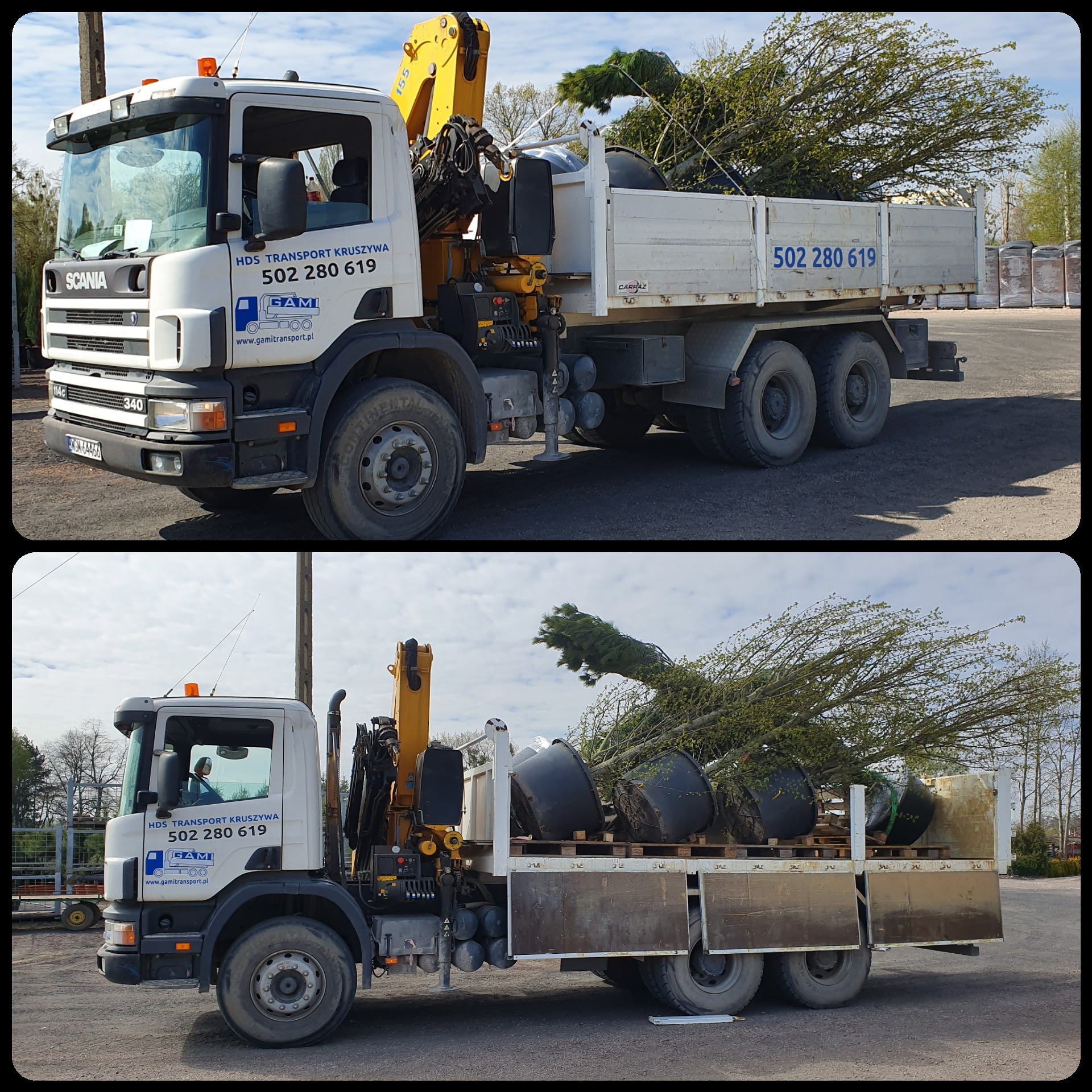 Ciężarówka z HDS transportuje drzewa w donicach, widoczne logo firmy transportowej na kabinie, drzewa częściowo wystają poza skrzynię ładunkową.