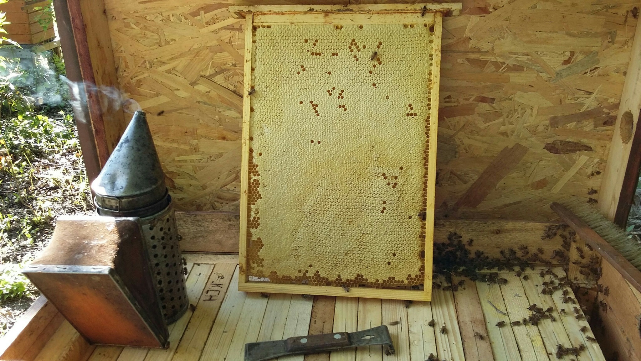Ramka z plastrem miodu w ulu, obok dymka pszczelarska i dłuto pasieczne, widoczne pszczoły