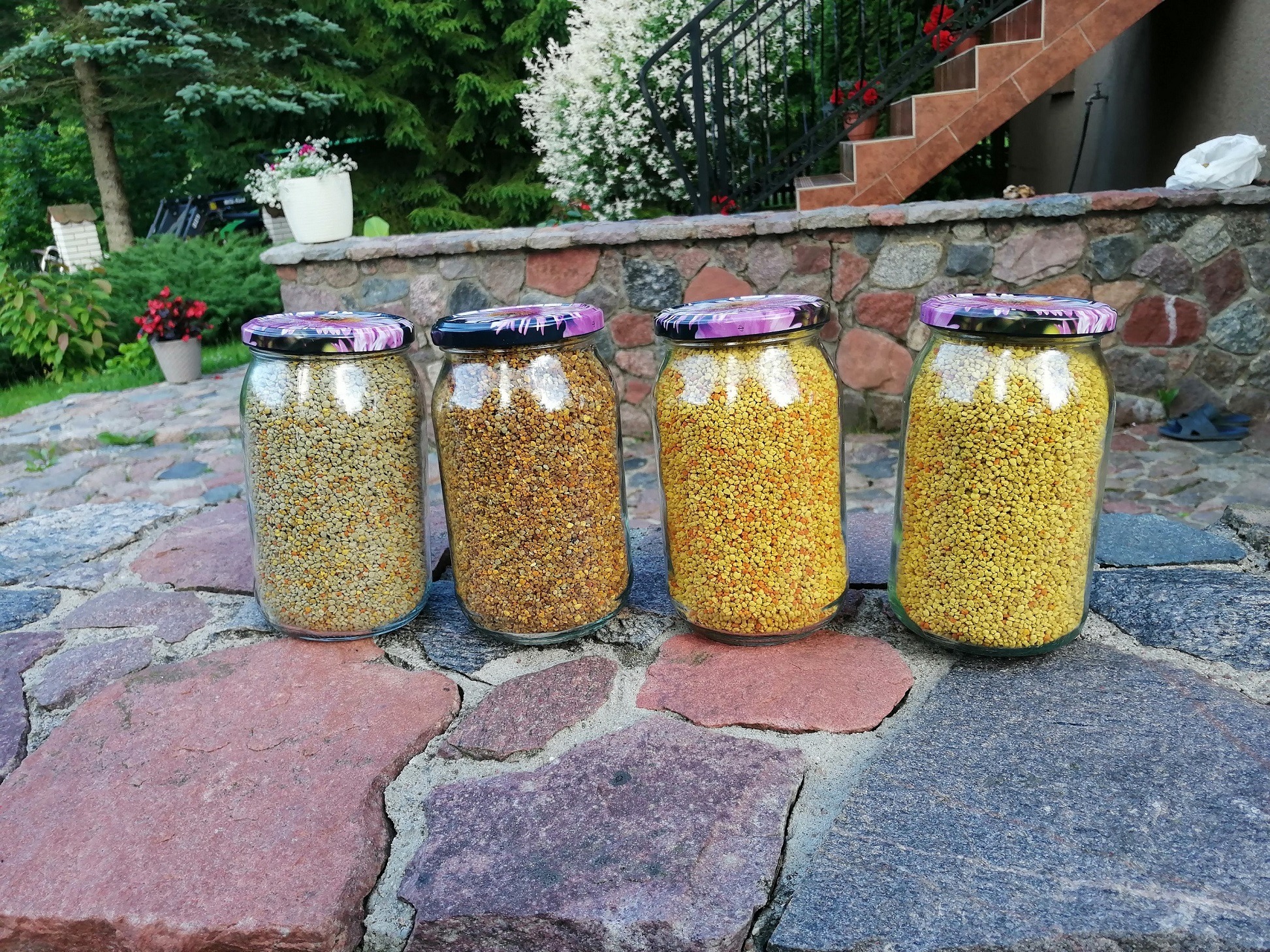 Cztery słoiki z pyłkiem kwiatowym o różnej barwie, ustawione na kamiennym murku w ogrodzie, z widocznymi schodami i roślinnością w tle.