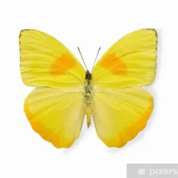 Żółty motyl z pomarańczowymi akcentami na skrzydłach, widoczny na białym tle.