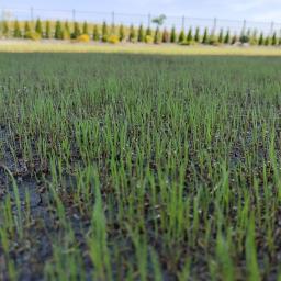 Usługi ogrodnicze Robert Starosz - Świeżo posiana trawa, delikatne źdźbła z kroplami wody, w tle rząd iglaków i błękitne niebo.