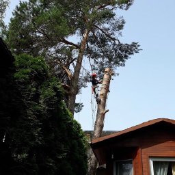ALPENWOOD PAWEŁ TOŁOCZKO - Ścinanie Drzew Jasionówka