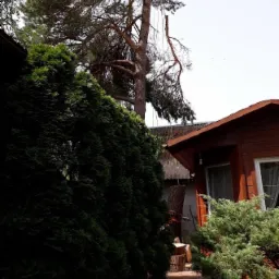 Arborysta w uprzęży, w trakcie wycinki wysokiej sosny na tle drewnianego domku i żywopłotu z tui.