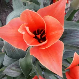 Pomarańczowy tulipan z czarnym środkiem, widoczny z góry, otoczony zielonymi liśćmi z fioletowymi prążkami.