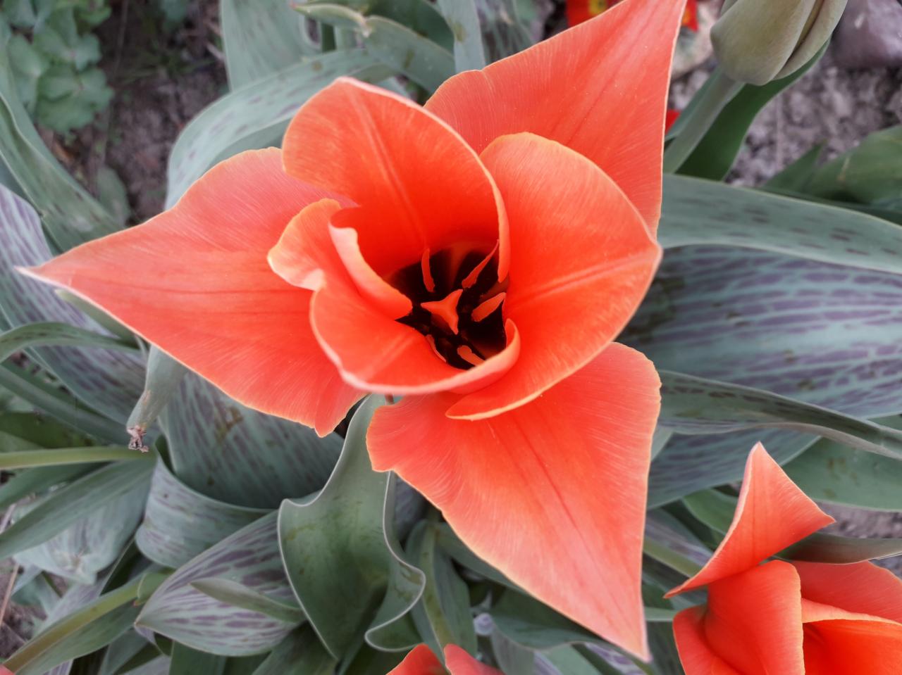Pomarańczowy tulipan z czarnym środkiem, widoczny z góry, otoczony zielonymi liśćmi z fioletowymi prążkami.