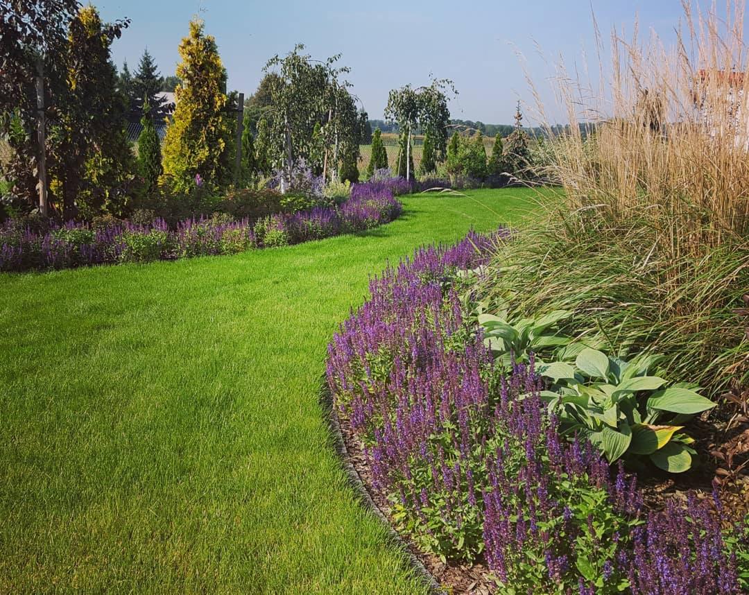 Zadbany trawnik z równo przystrzyżoną trawą, obrzeżony rabatami z fioletowych kwiatów i ozdobnymi trawami, w tle drzewa i krzewy.