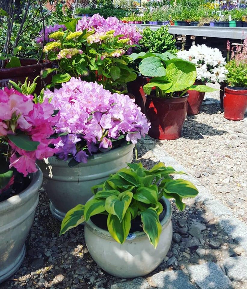 Różnorodne rośliny ozdobne w ceramicznych donicach, różowe rododendrony i zielone hosty na żwirowym podłożu w szkółce roślin.