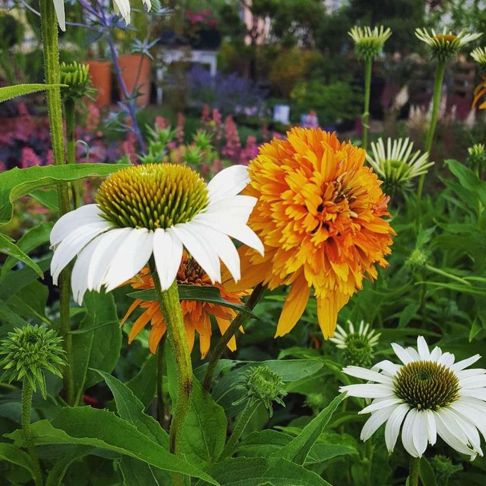 Kwitnące jeżówki w odcieniach bieli i pomarańczy w ogrodzie, z zielonymi liśćmi i pąkami, z rozmytym tłem innych kwiatów i roślin.
