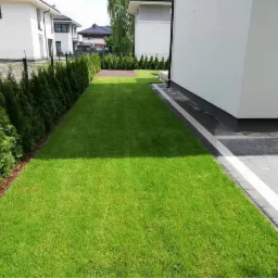 Widok na równo przystrzyżony trawnik między nowoczesnym domem a rzędem wysokich, zielonych tuj, wyściółkowany korą.