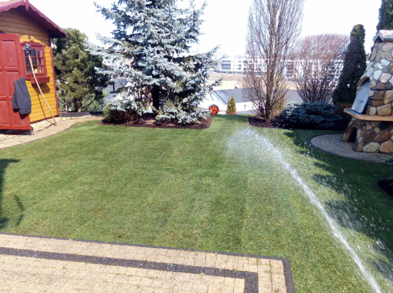 Nawadnianie trawnika z rolki w ogrodzie, widoczny zraszacz, domek narzędziowy, kamienny grill i budynki w tle.