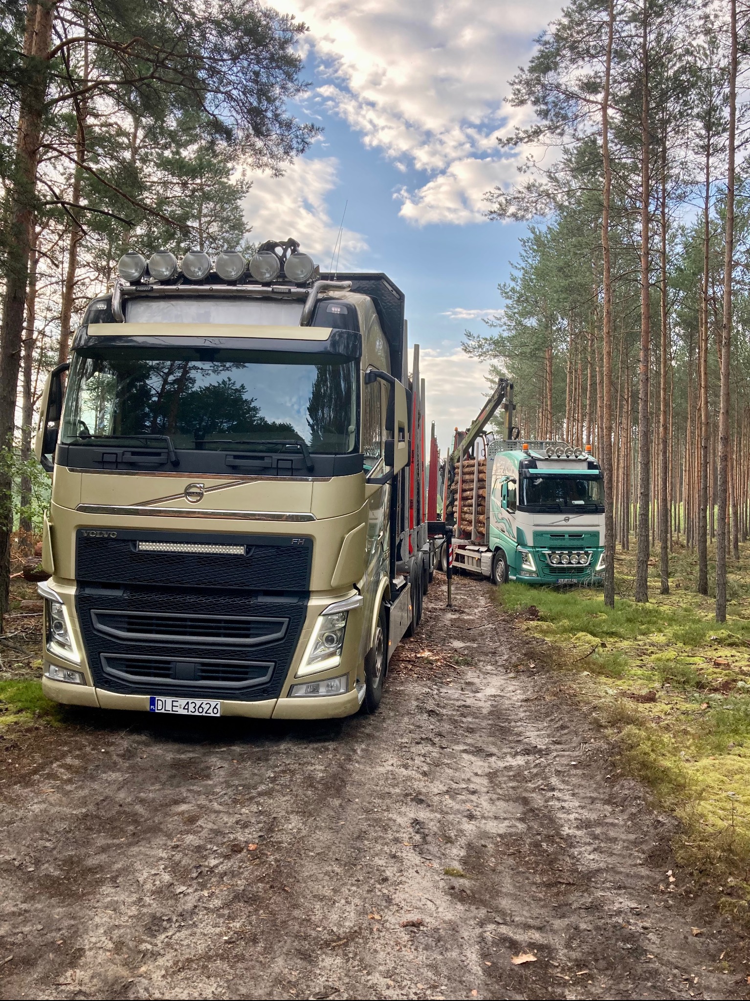Dwa samochody ciężarowe Volvo w lesie, jeden złoty z dodatkowymi światłami na dachu, drugi zielono-biały z dźwigiem i ładunkiem drewna.