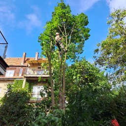 GM Garden - Wysokościowa wycinka drzew / korekta korony