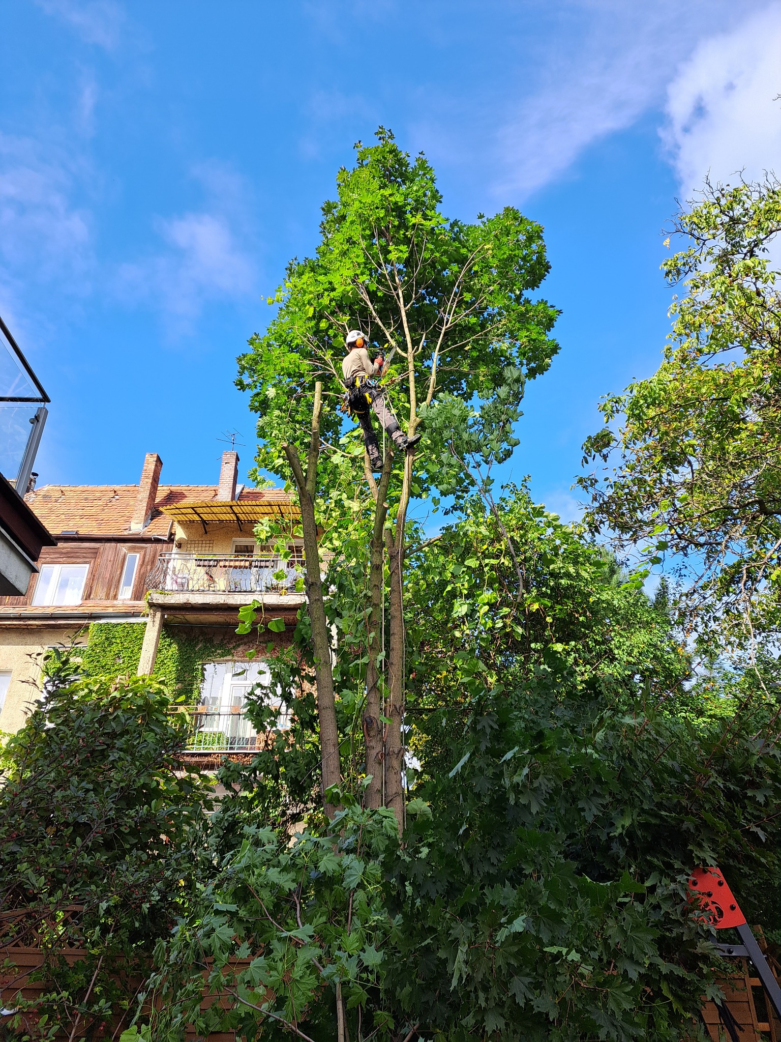 Wysokościowa wycinka drzew / korekta korony