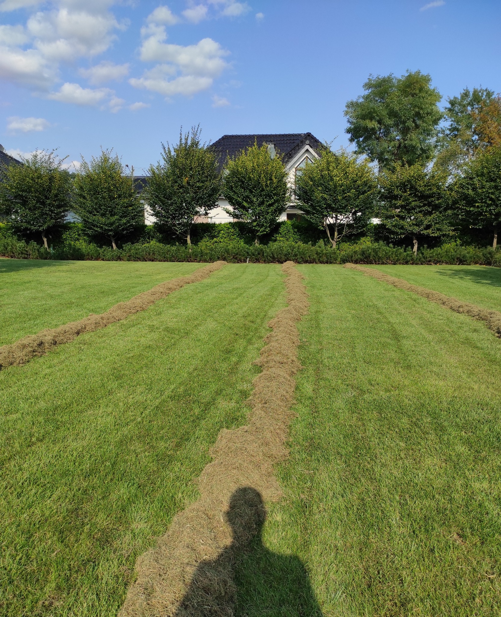 Wertykulacja trawnika